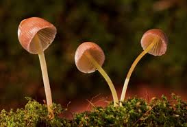 HPV Tedavisinde Bitkisel Yöntemler